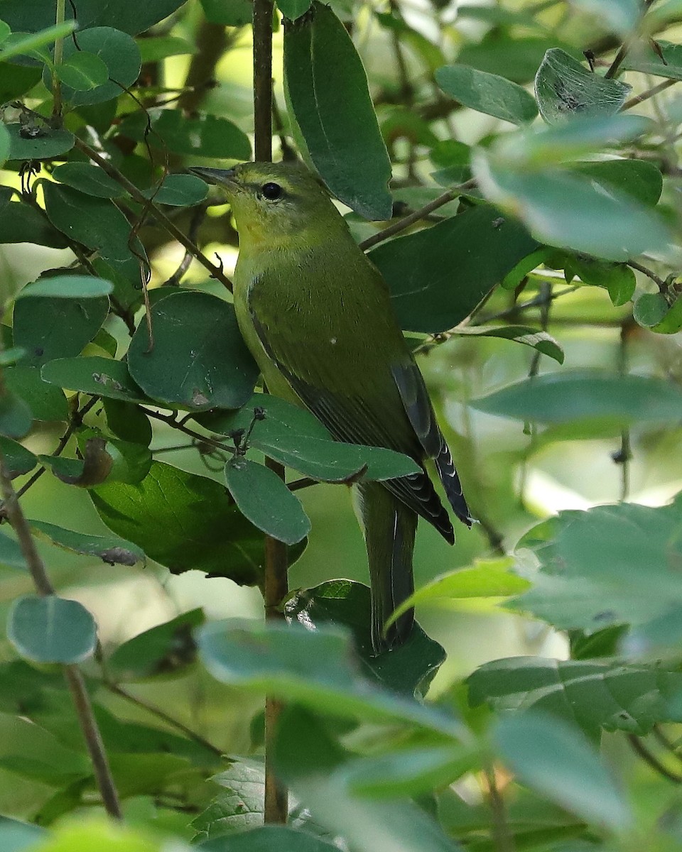 Tennessee Warbler - Joseph Poliquin