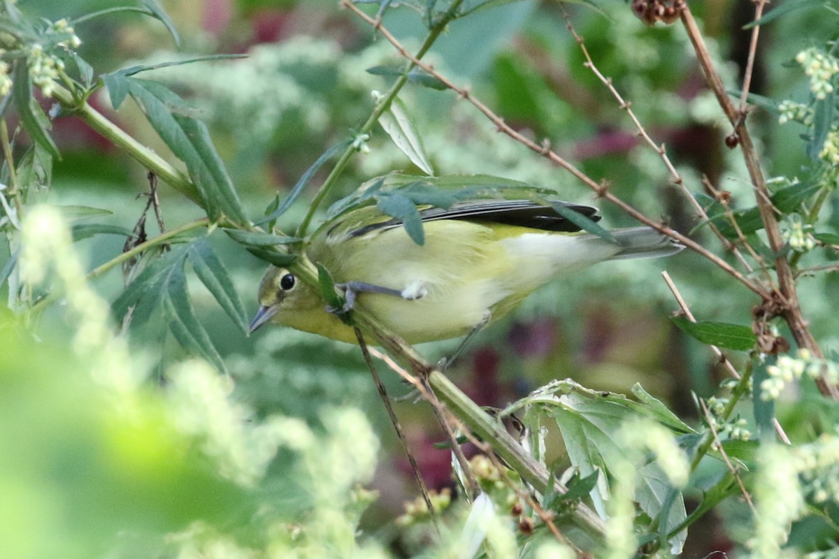 Tennessee Warbler - ML262201041