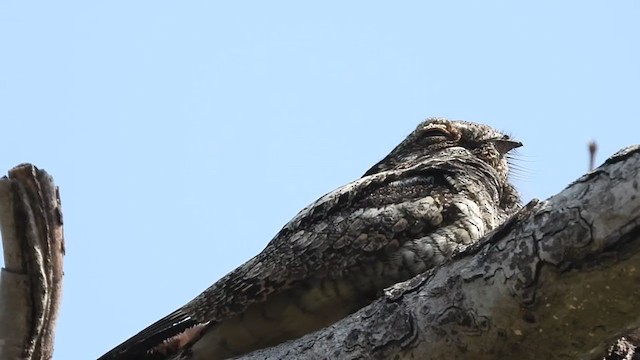 Jungle Nightjar - ML262201951