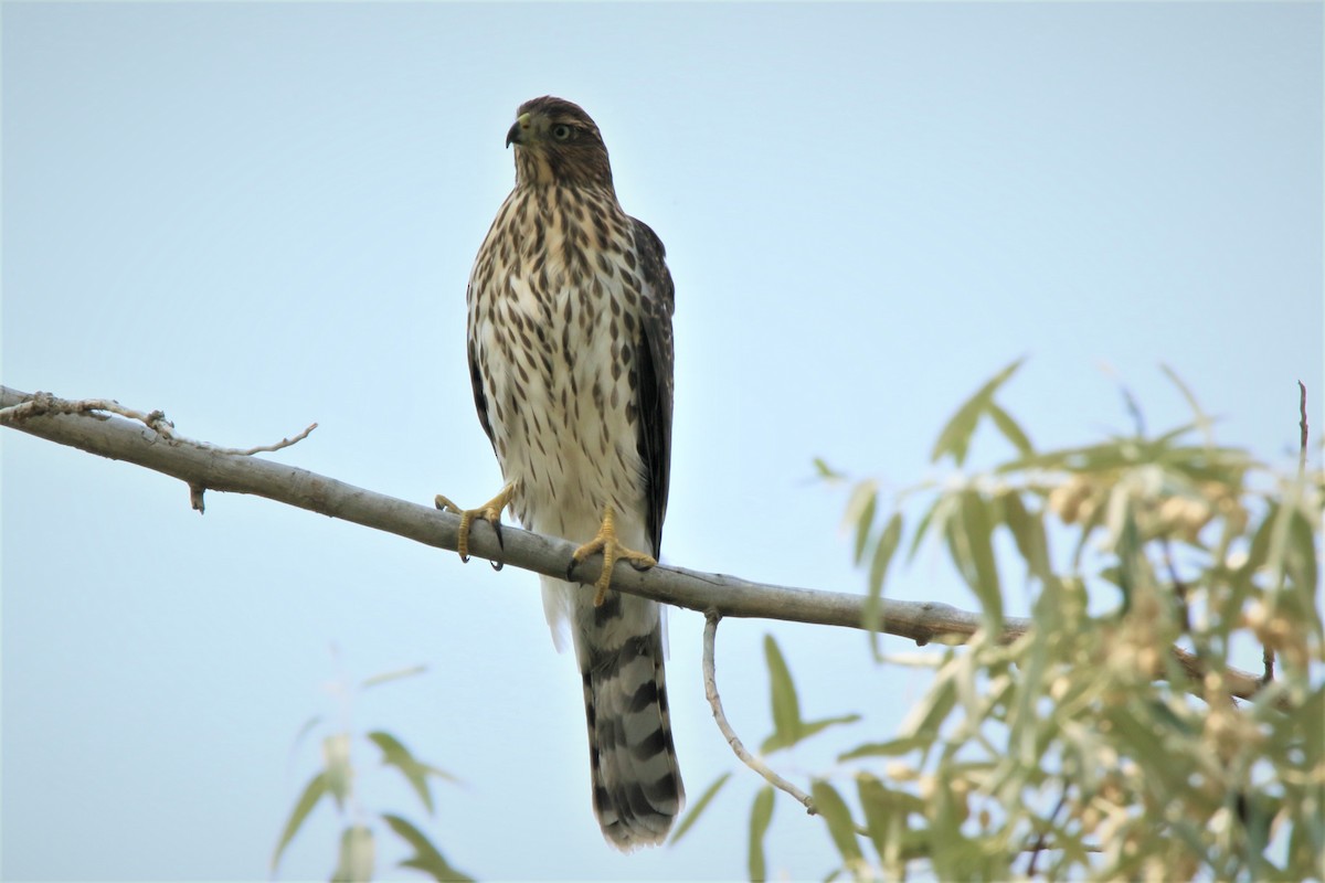 Cooper's Hawk - ML262203271