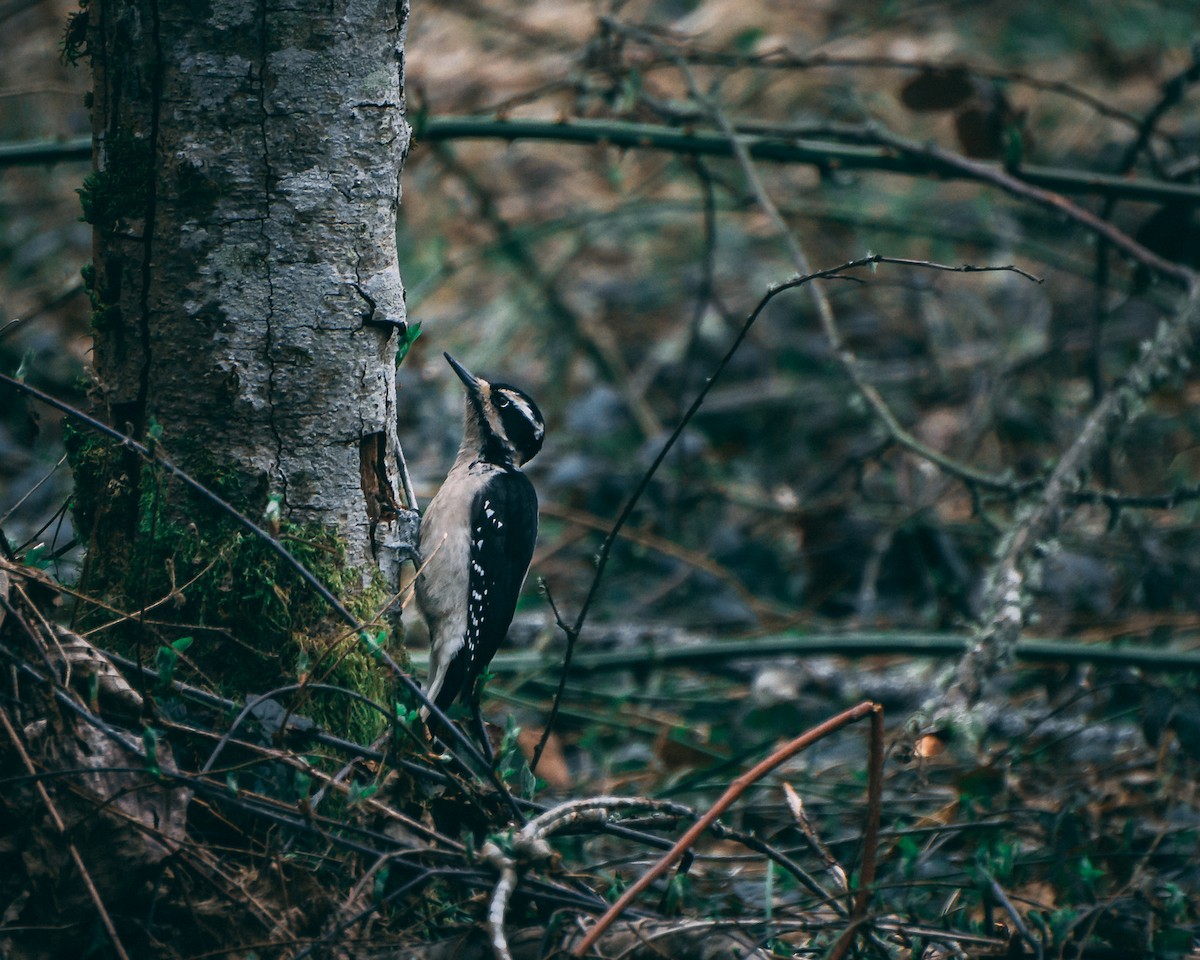 Hairy Woodpecker - ML262203441