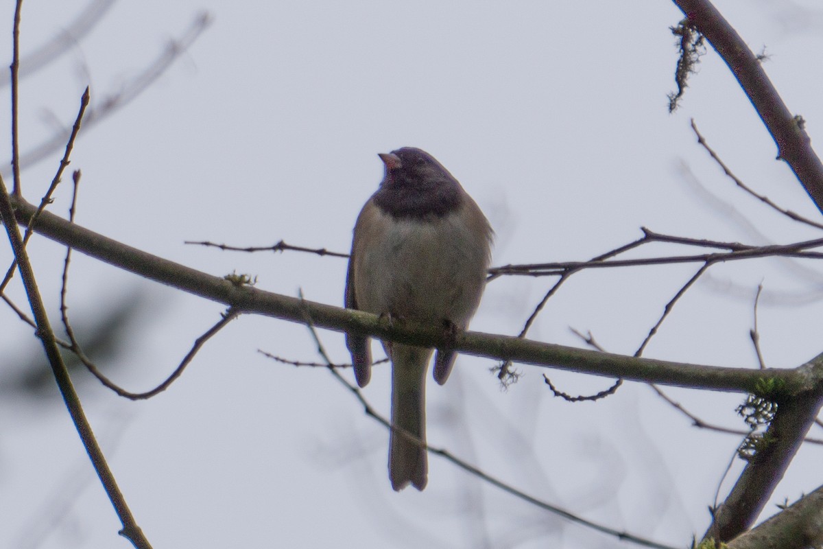 Dark-eyed Junco - ML262203481