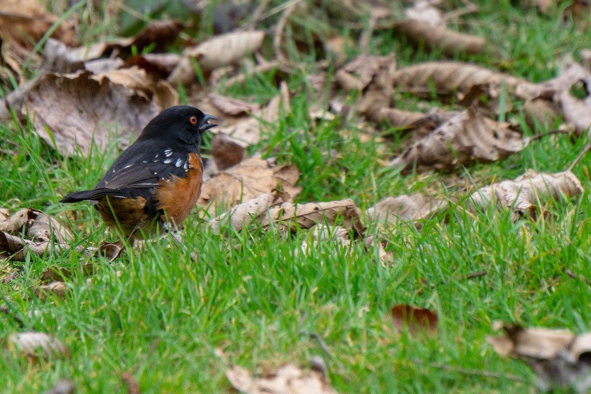 Spotted Towhee - ML262203641