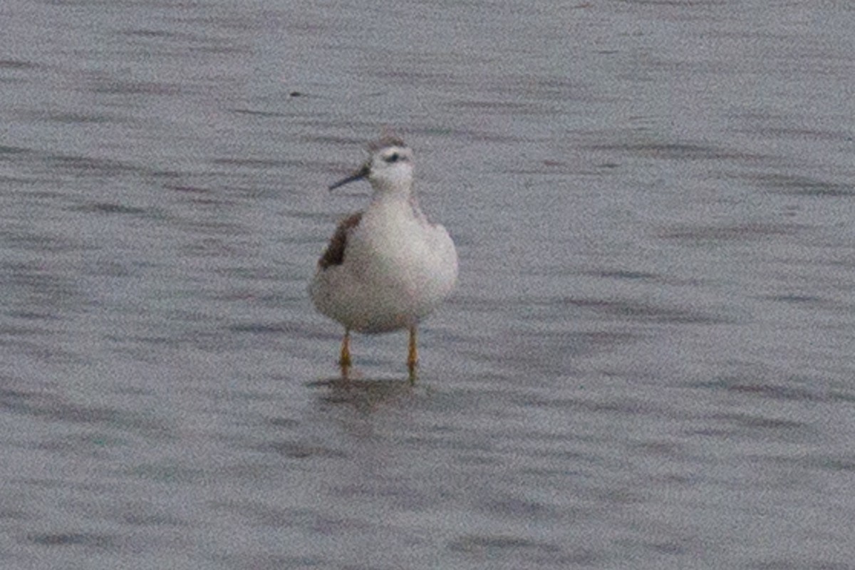 Wilson's Phalarope - ML262204541