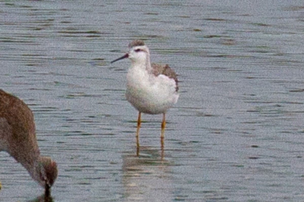 Wilson's Phalarope - ML262204551