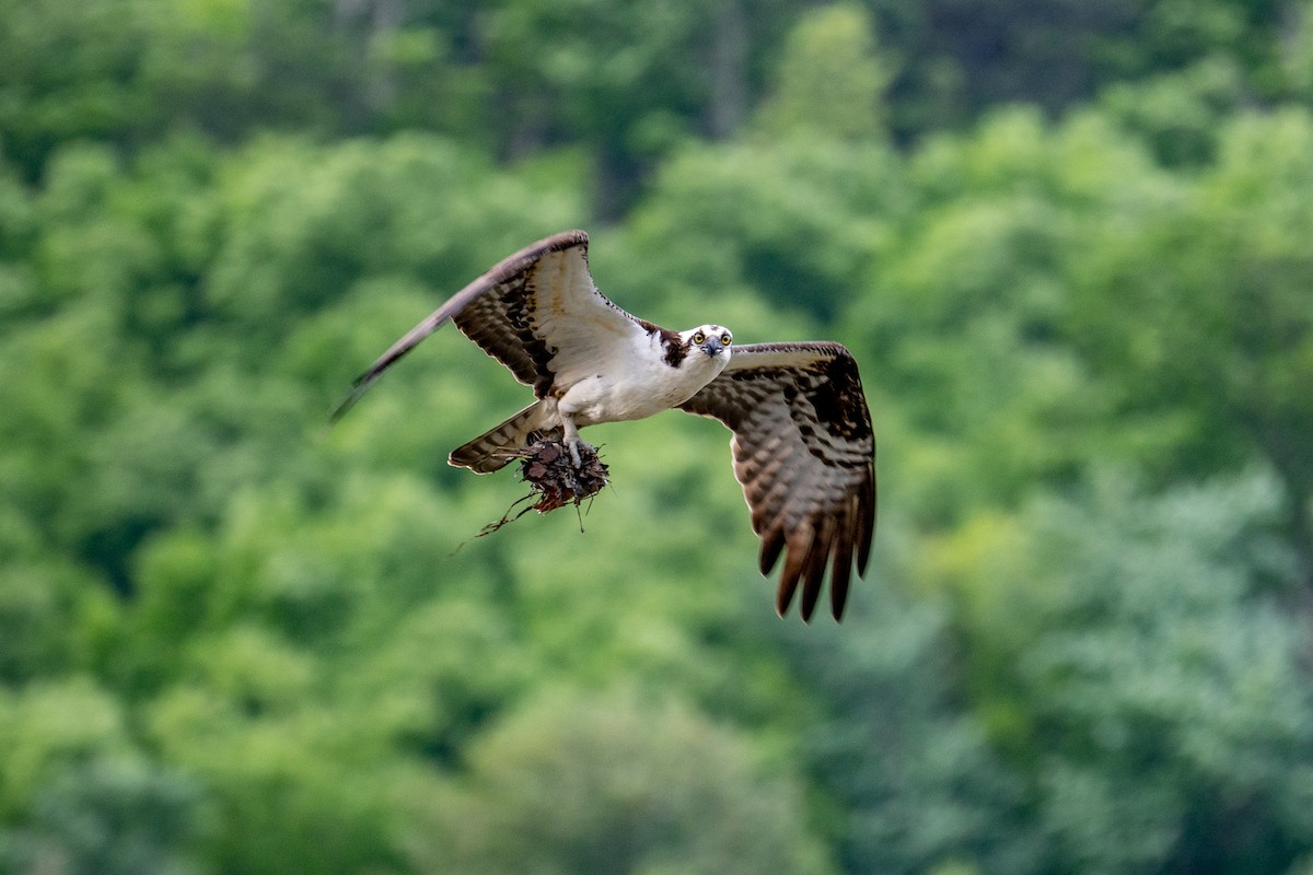 Osprey - Nick P