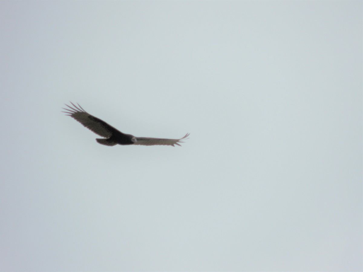 Turkey Vulture - ML262206441