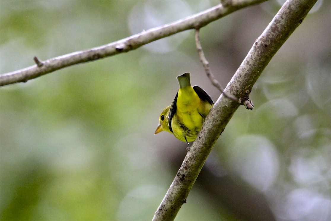 Scarlet Tanager - ML262206651