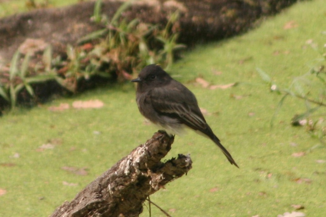 Black Phoebe - Frank Severson