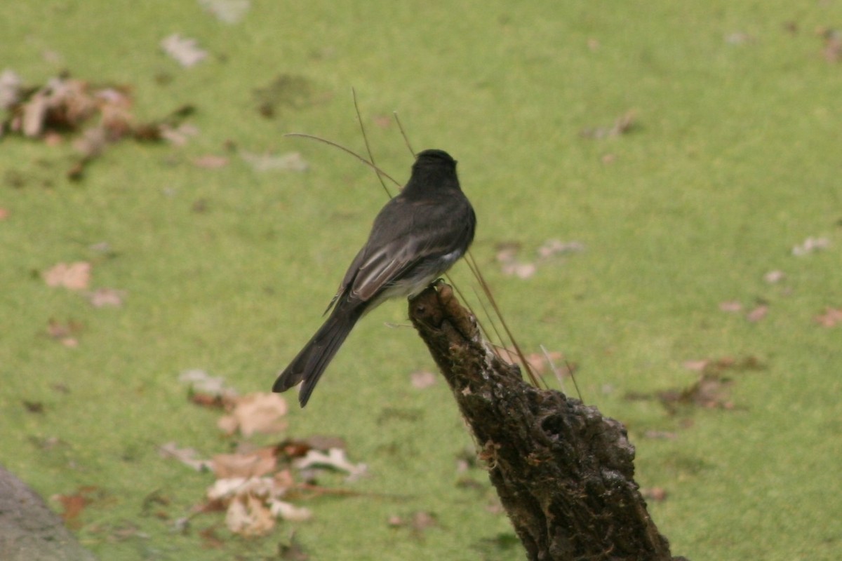 Mosquero Negro - ML262206861