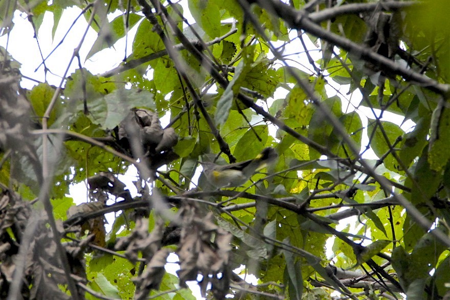 American Redstart - ML262206941