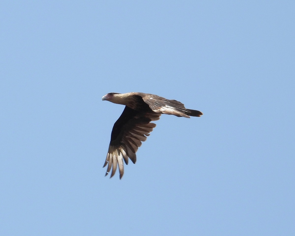 Crested Caracara (Northern) - grete pasch