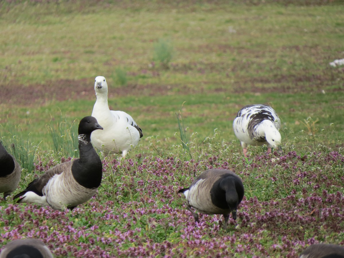 Snow Goose x Brant (hybrid) - ML26220711