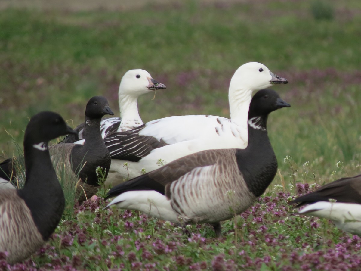 Snow Goose x Brant (hybrid) - ML26220721