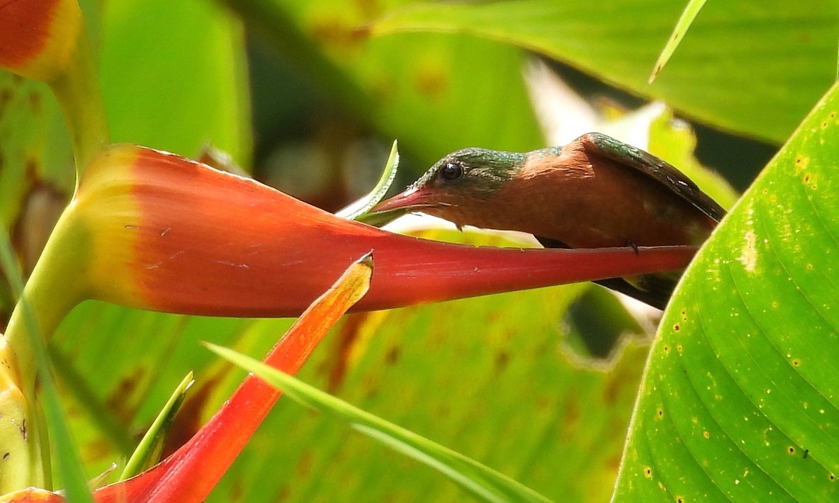 Cinnamon Hummingbird - grete pasch