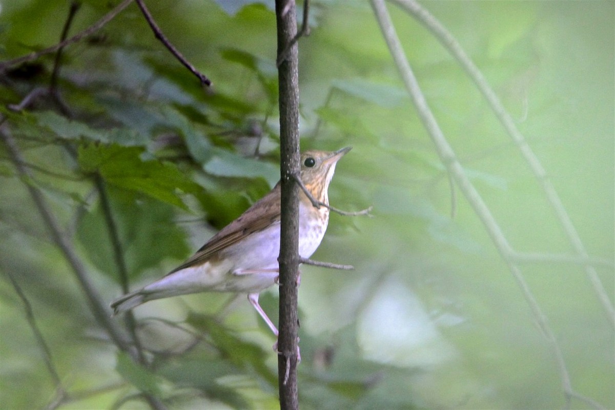 Veery - ML262208131