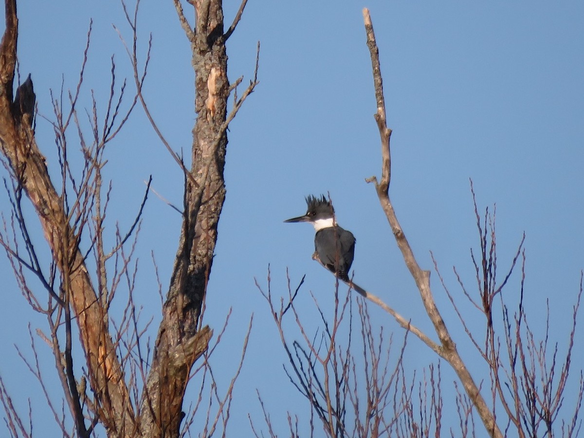 Belted Kingfisher - ML26220941