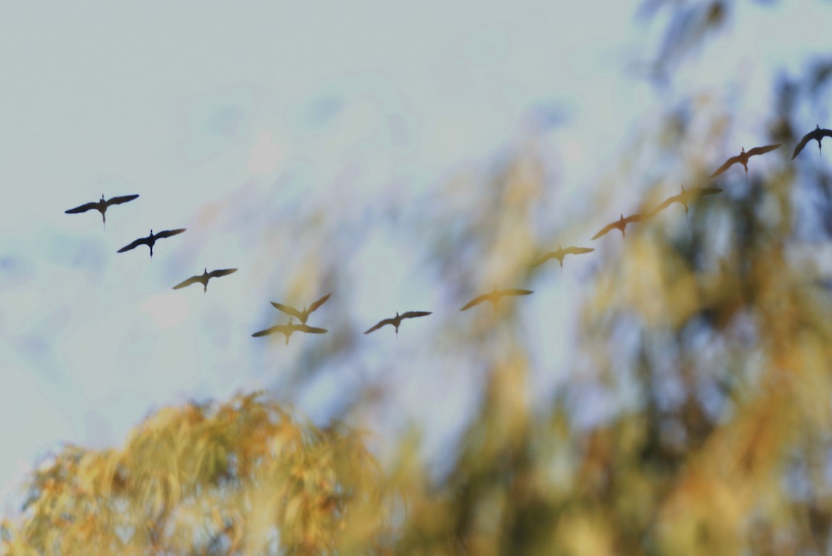 White-faced Ibis - ML262209801