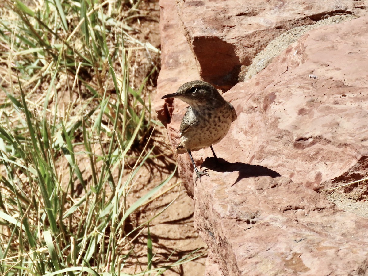 Rock Wren - ML262211851