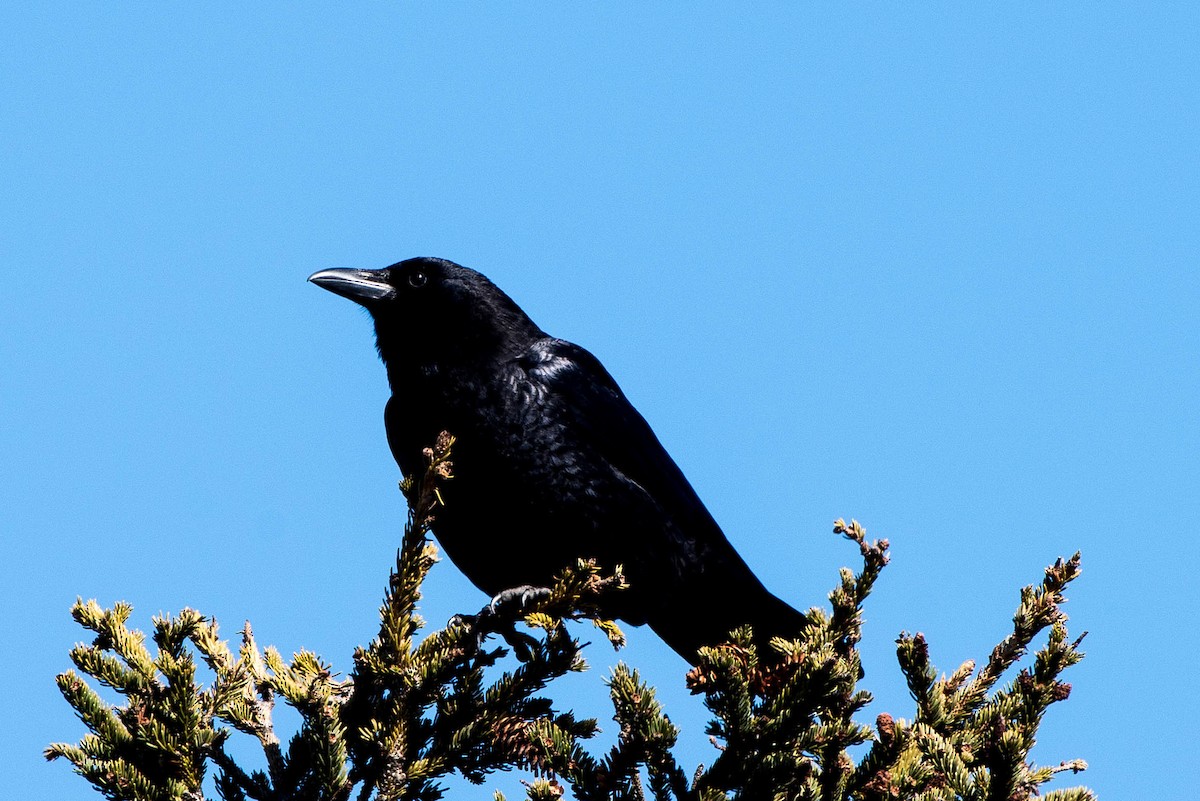 American Crow - ML26221191