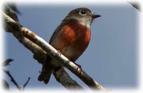 Pacific Robin - ML262212721