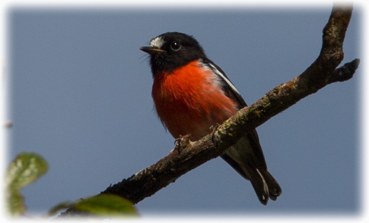 Pacific Robin - ML262212731