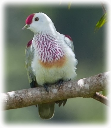Many-colored Fruit-Dove - ML262212811