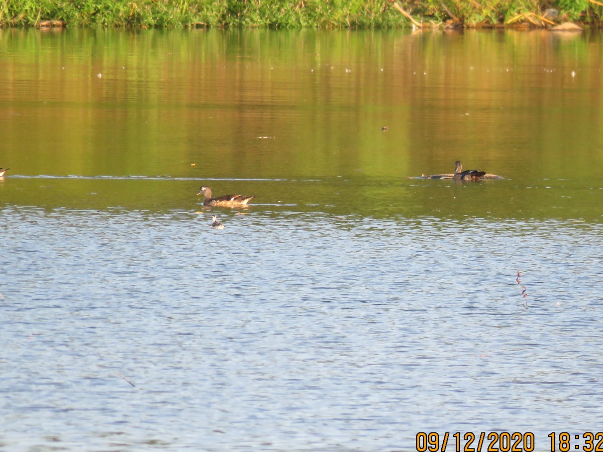 Red-necked Phalarope - Len Hillegass