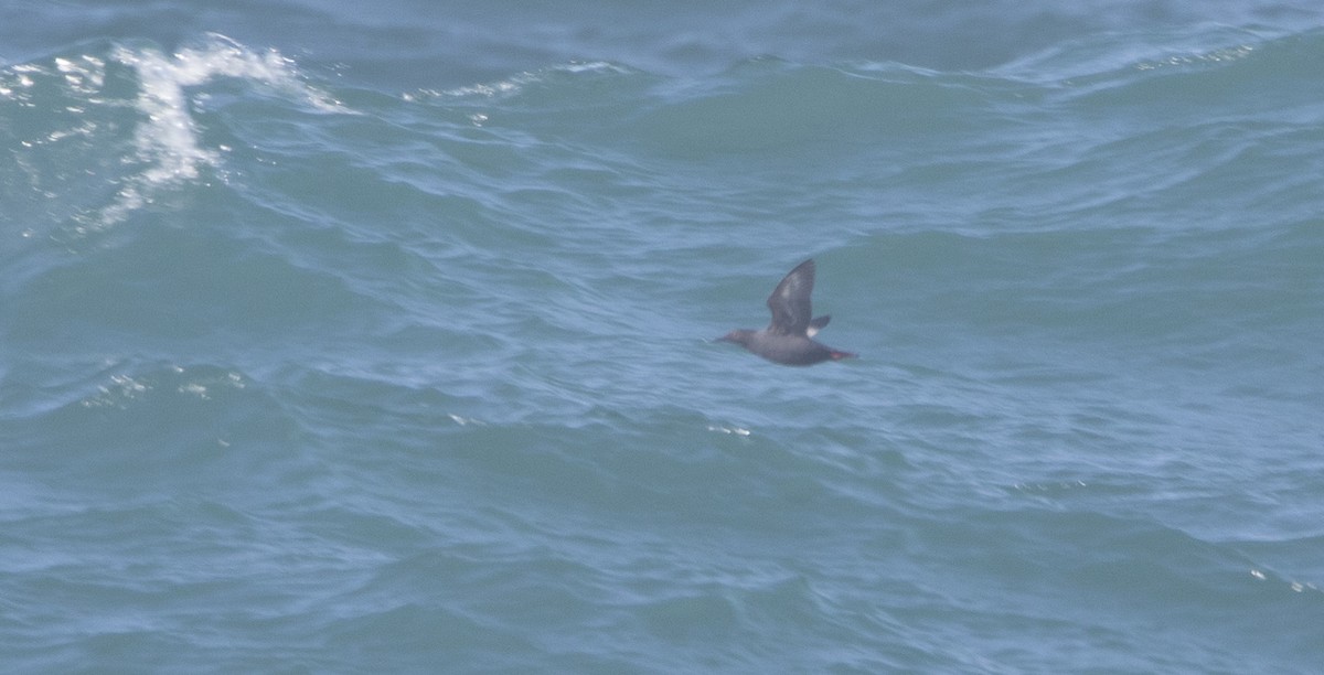 Pigeon Guillemot - ML26221581