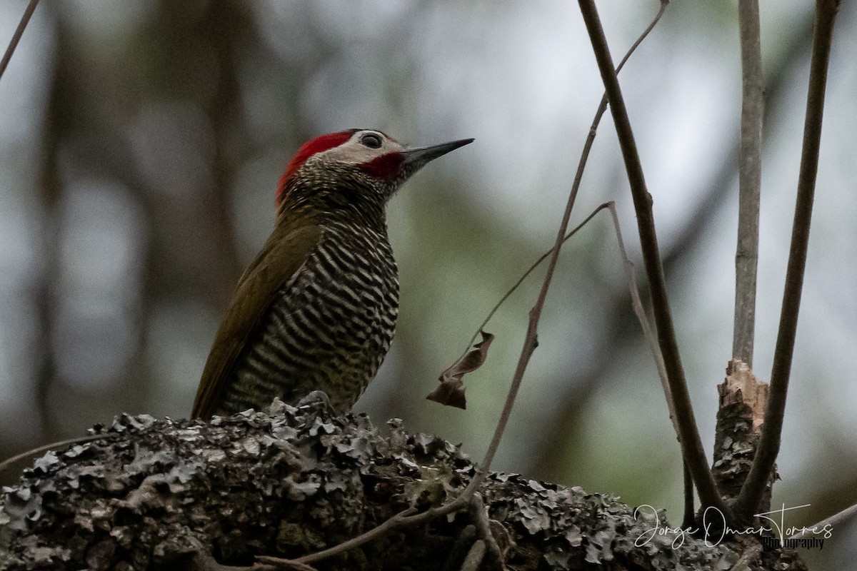 Golden-olive Woodpecker - ML262216351