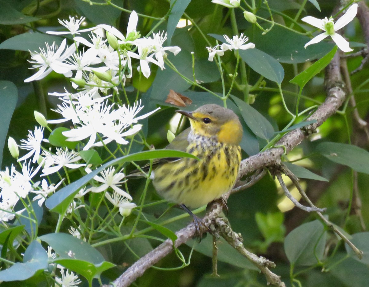 Cape May Warbler - ML262219841