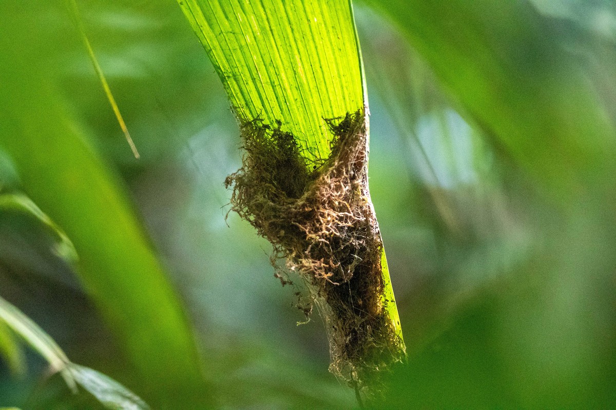 Great-billed Hermit - ML262221161