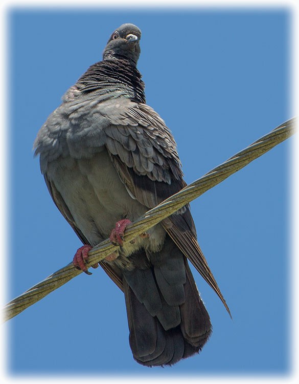Rock Pigeon (Feral Pigeon) - ML262221401