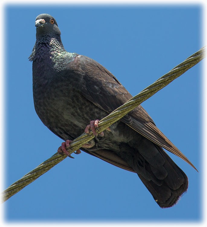Rock Pigeon (Feral Pigeon) - ML262221411