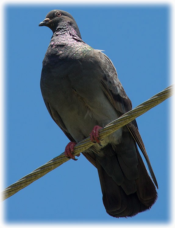 Rock Pigeon (Feral Pigeon) - ML262221431
