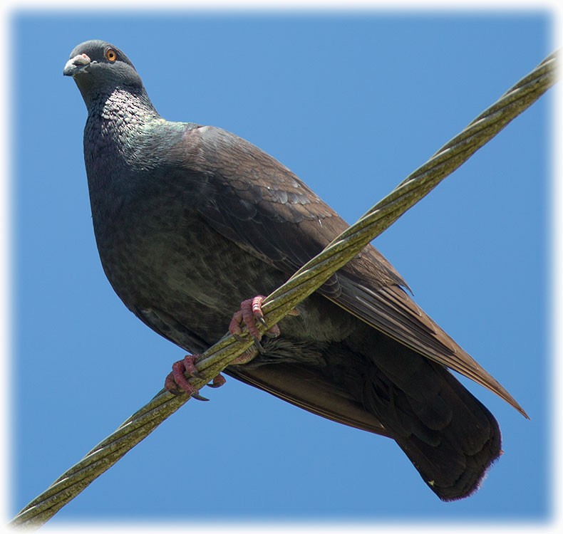 Rock Pigeon (Feral Pigeon) - ML262221441