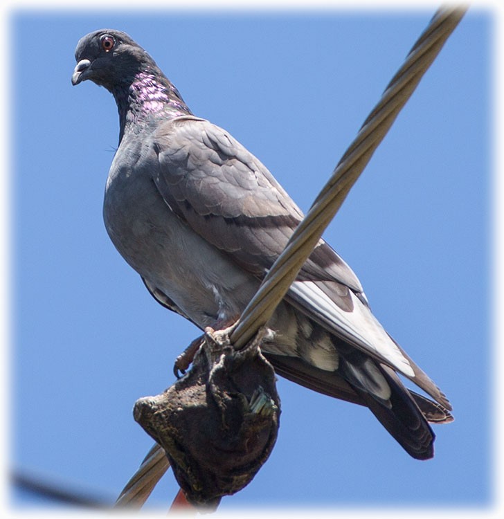 Сизый голубь (Одомашненного типа) - ML262221451