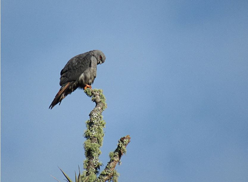 Plumbeous Kite - ML262222931