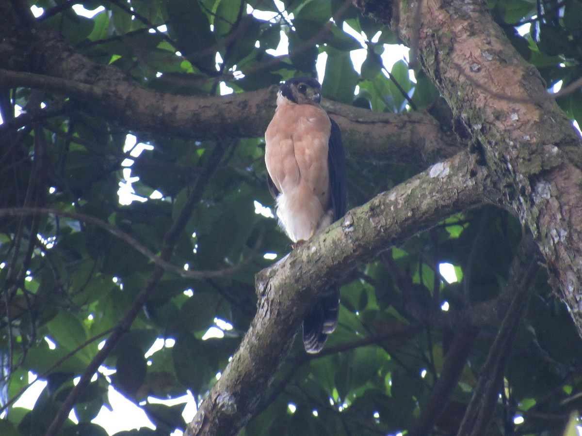 Collared Forest-Falcon - ML262223081