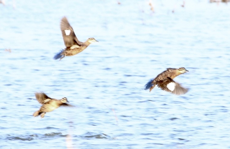Masked Duck - ML262223631