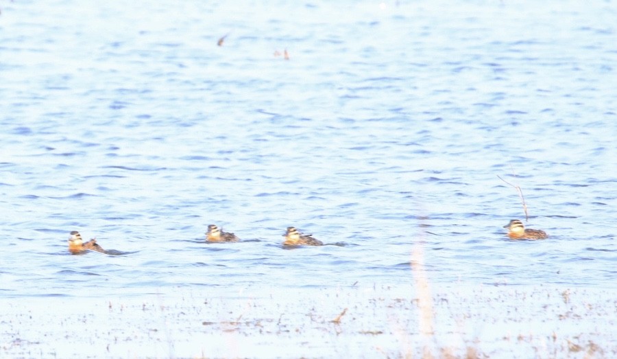 Masked Duck - ML262223641