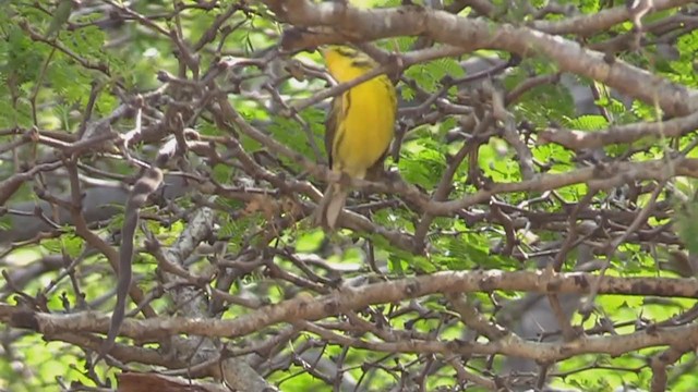 Prairie Warbler - ML262223661