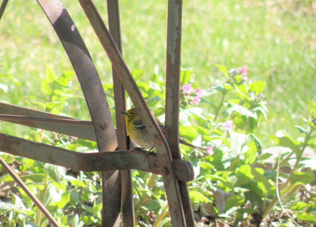 Pine Warbler - Paul & Koni Fank