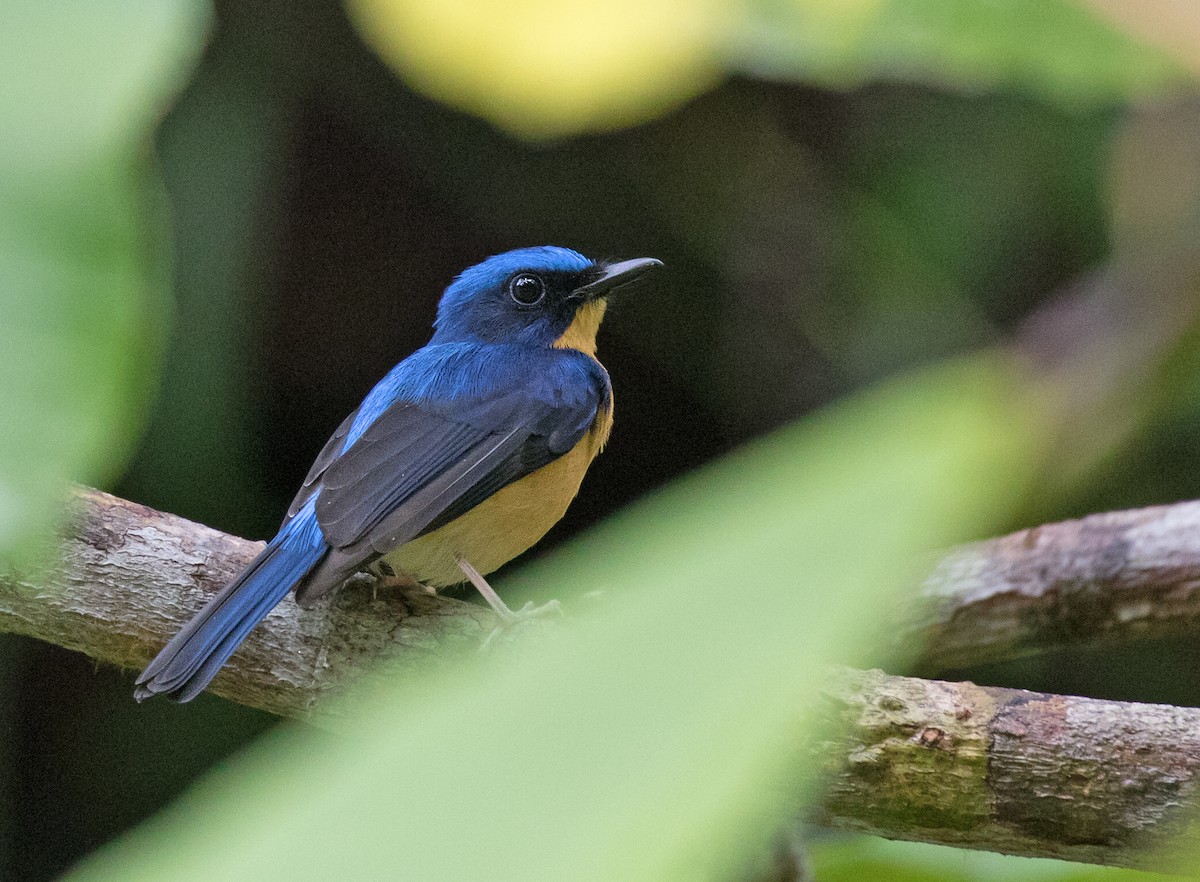 Bornean Blue Flycatcher - Dave Bakewell