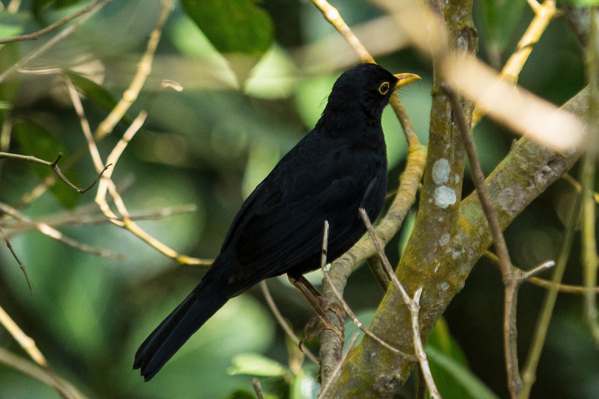 Glossy-black Thrush - ML26222691