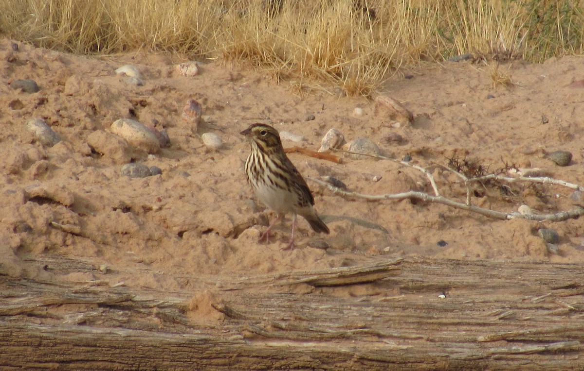 Savannah Sparrow - ML262227591