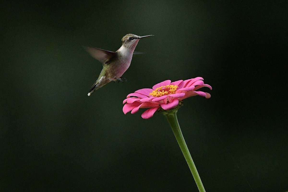 Ruby-throated Hummingbird - R. Stineman
