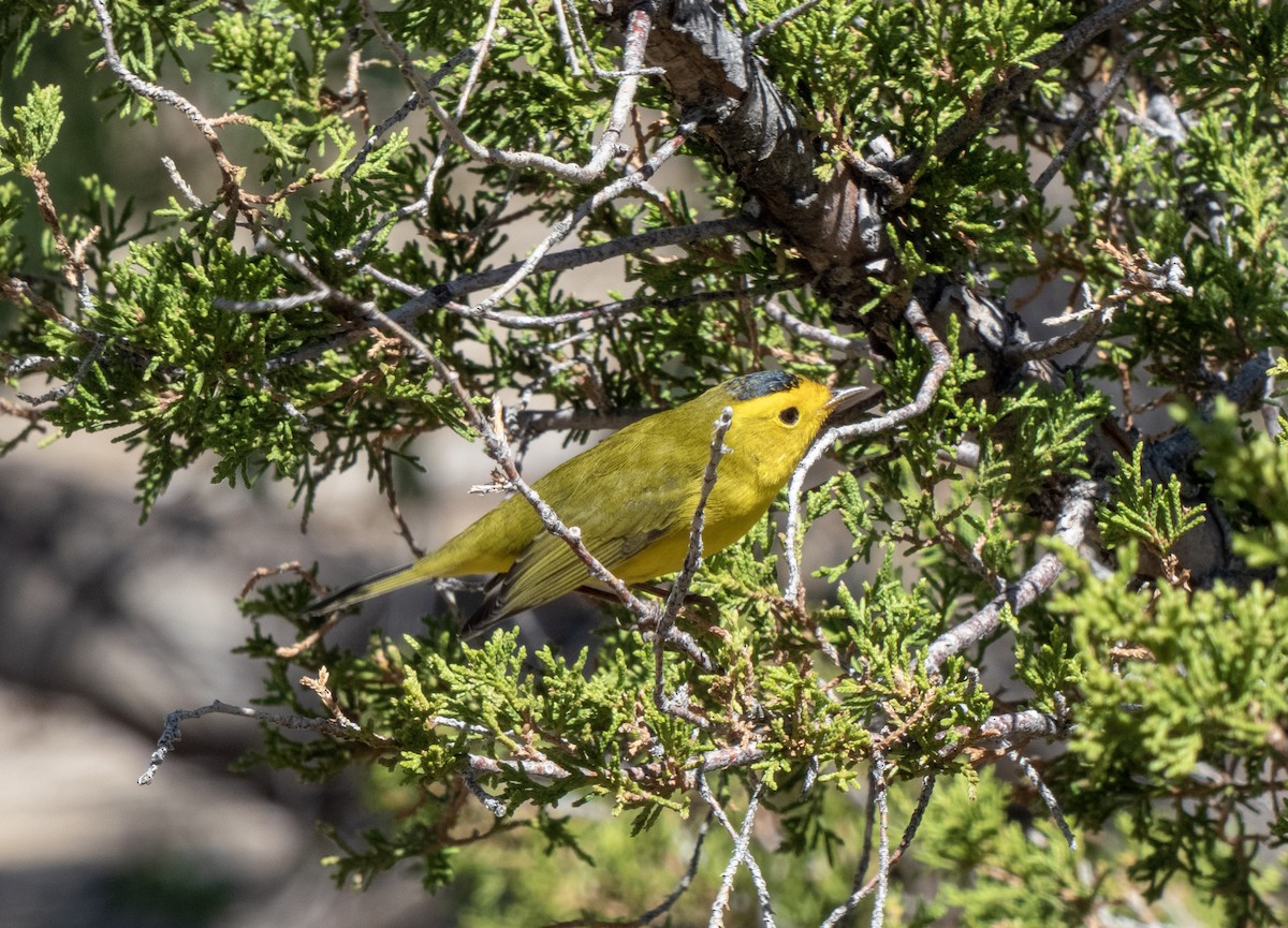 Wilson's Warbler - ML262230181