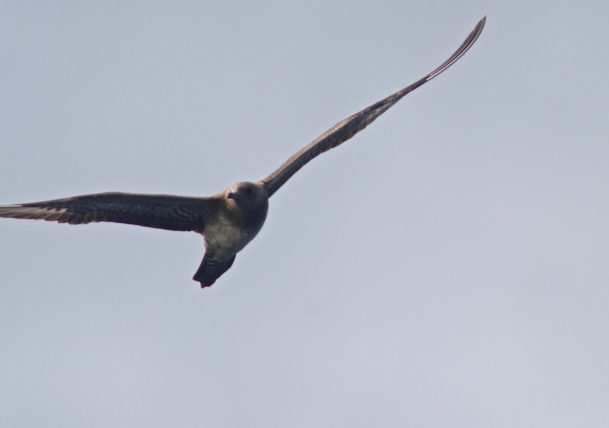 Long-tailed Jaeger - ML262230211