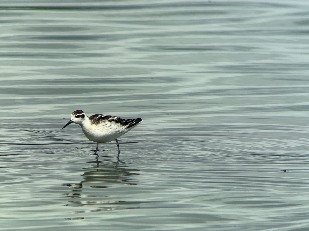 Red-necked Phalarope - ML262230261